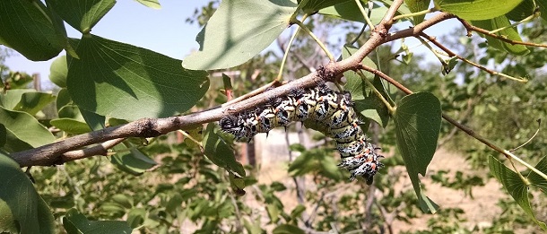 mopane savanna